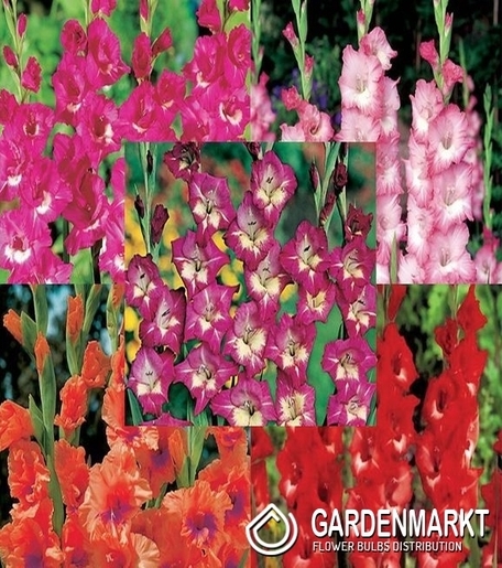 Eingestellt Gladiolus Gladiole Mehrblütige "11" 12/14