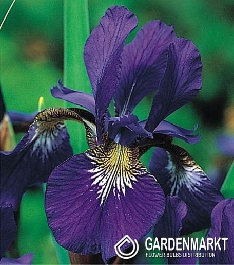 Iris Sibirica Caesar s Brother 1 St.