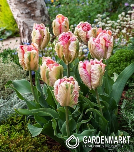 Papagei Tulpe Parrot Pink Vision 5 St.