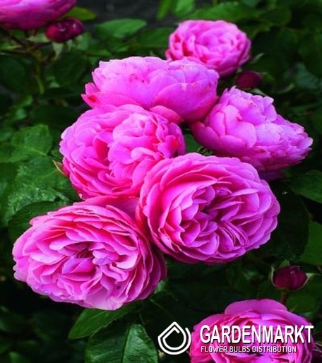 Englisch Park Rose Rosa 1 St.