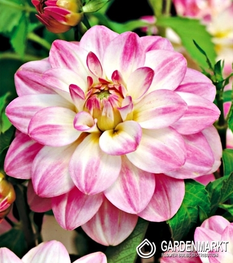 Dahlie Twilight Time 1 St.