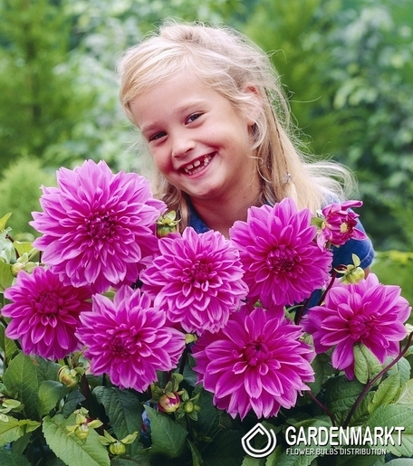 Dahlie Lilac Time 1 St.