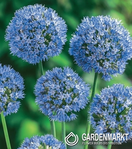 Zierlauch Allium Caeruleum 10 St.