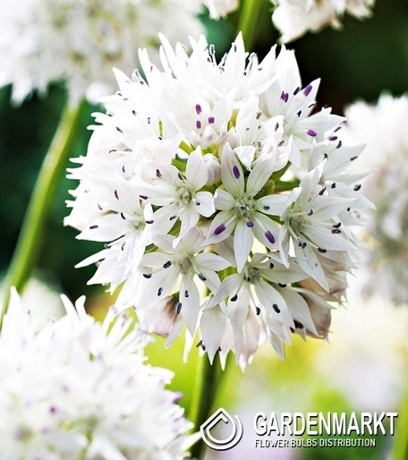 Zierlauch Allium Gracefull Schmalblättiger 3 St.