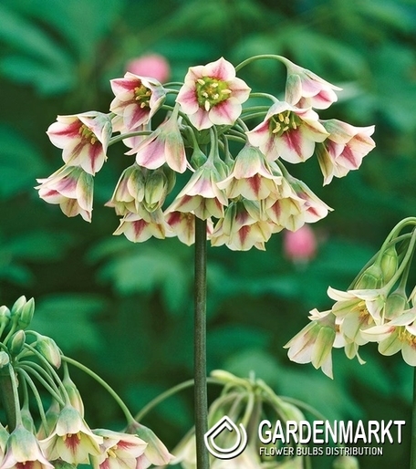 Zierlauch Allium Siculum Bulgarischer Schmucklauch 3 St.