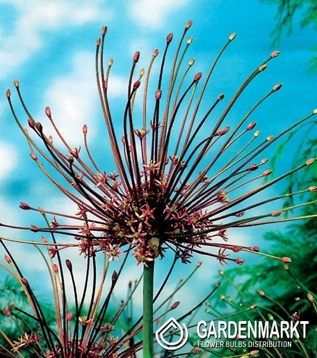 Zierlauch Allium Schubertii 1 St.