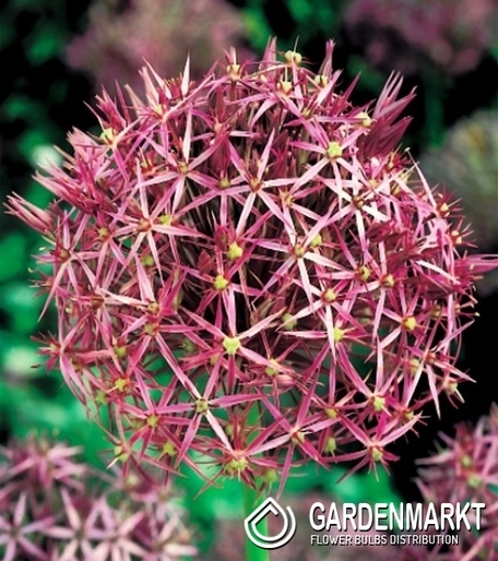 Zierlauch Allium Christophii 3 St.