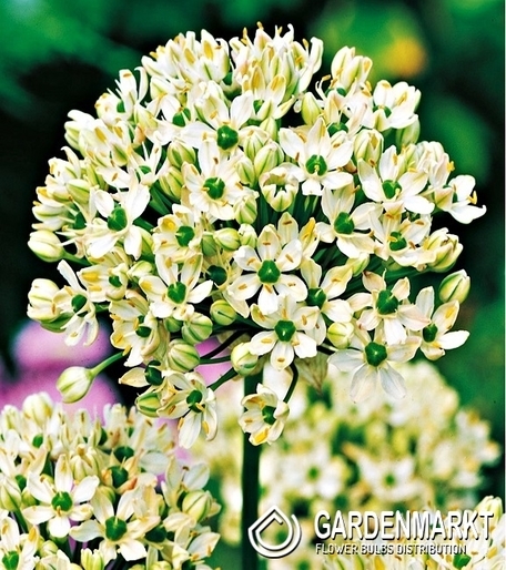 Zierlauch Allium Nigrum 3 St.