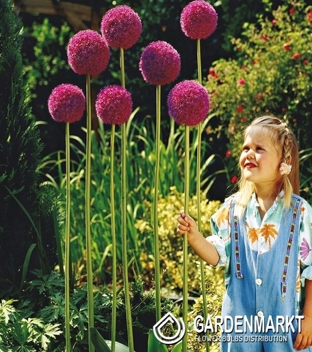 Zierlauch Allium Giganteum 1 St.