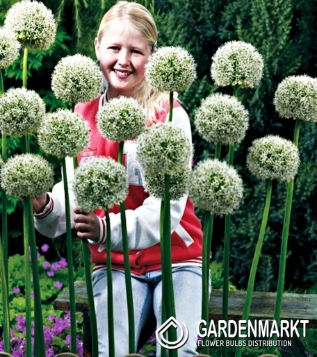Zierlauch Allium White Giant 1 St.