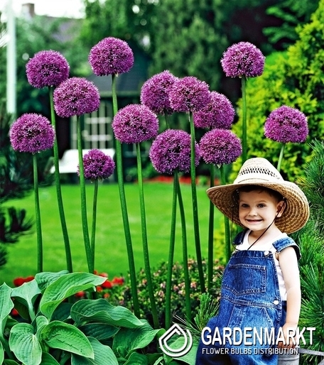 Zierlauch Allium Mars 1 St.