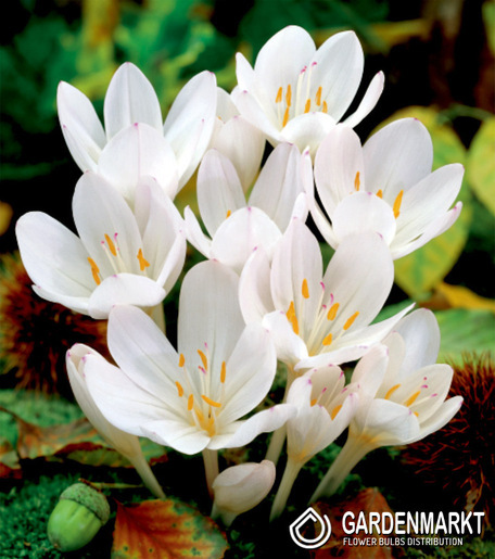 Herbstzeitlose Colchicum Autumnale Album 1 St.