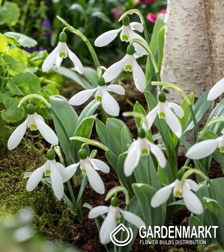 Schneeglöckchen Galanthus Mount Everest 5 St.