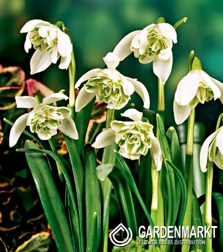 Schneeglöckchen Galanthus Double 3 St.