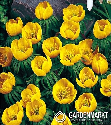 Winterlinge Eranthis Cilicica 5 St.