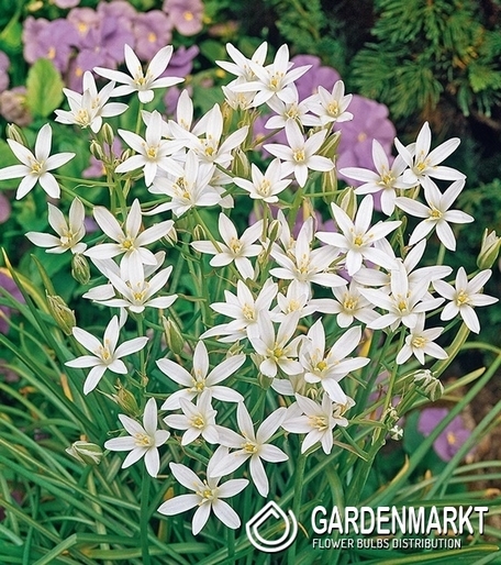 Ornithogalum Umbellatum 10 St.