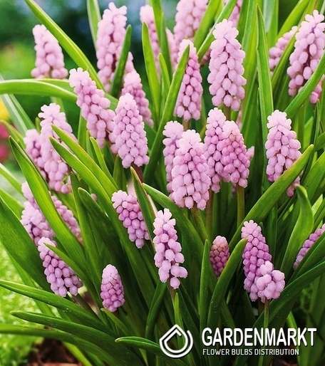 Traubenhyazinthe Muscari Pink Sunrise