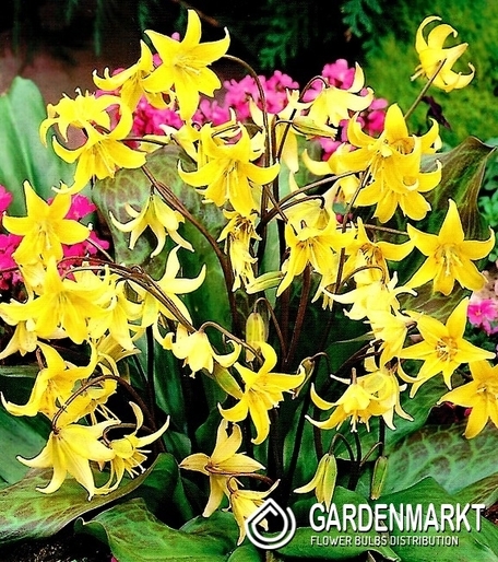 Hundszahn Zahnlilie Erythronium Pagoda 3 St.