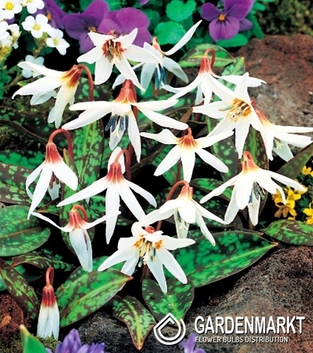 Hundszahn Zahnlilie Erythronium Snow Flake 1 St.