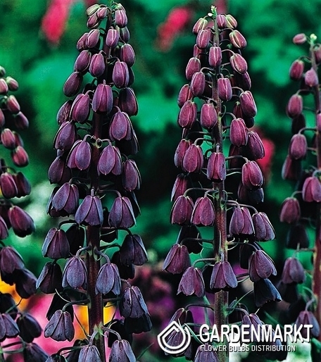 Kaiserkrone Fritillaria Persica Schwarz 1 St.