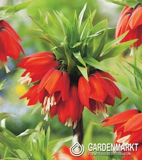 Kaiserkrone Fritillaria Rubra Maxima 1 St.