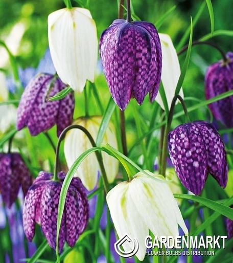 Kiebitzblumen Fritillaria Meleagris 10 St.