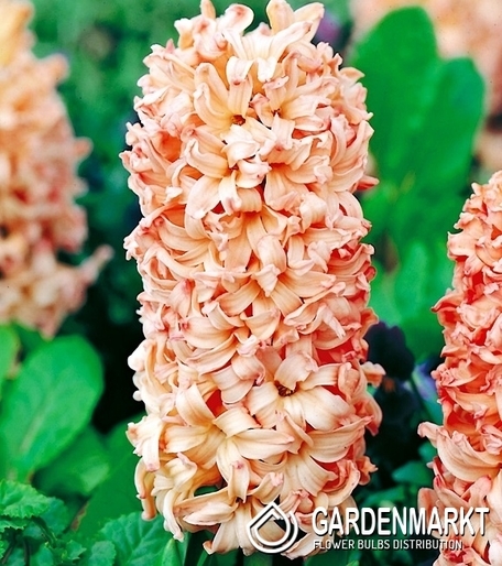 Hyazinthe Apricot Passion 3 St.