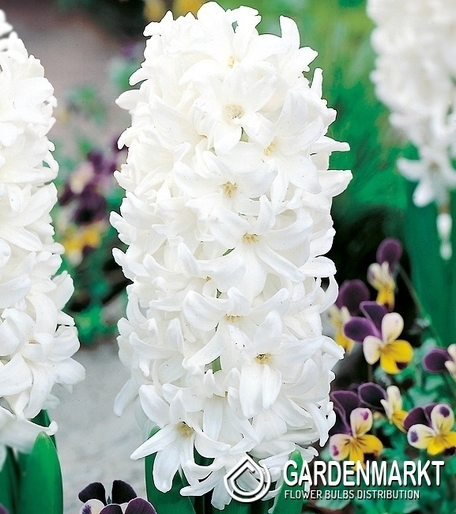 Hyazinthe White Pearl 3 St.