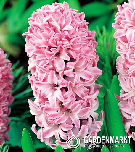 Hyazinthe Splendid Cornelia 3 St.
