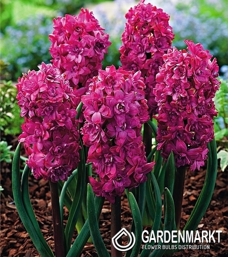 Gefüllte Hyazinthe Red Diamond 1 St.