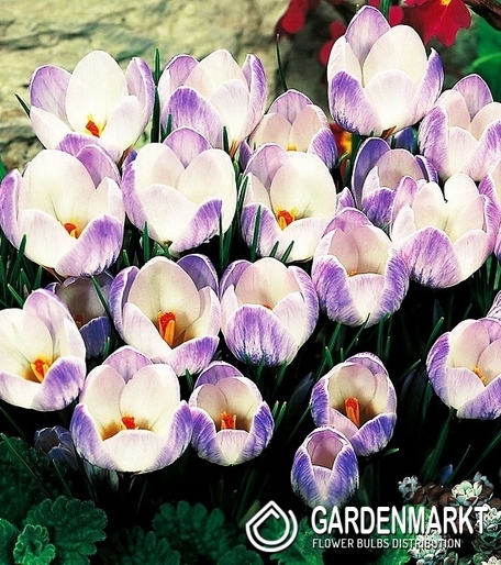 Frühlingskrokus Blue Pearl 10 St.
