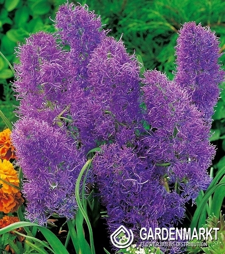 Traubenhyazinthe Muscari Plumosum 10 St.