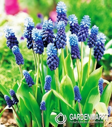 Traubenhyazinthe Muscari Latifolium 10 St.