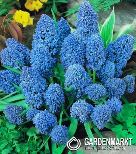 Traubenhyazinthe Muscari Blue Spike 10 St.