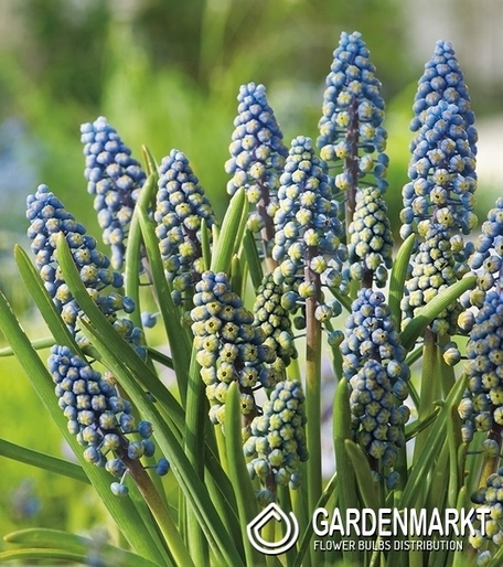 Traubenhyazinthe Muscari Saffier 10 St.