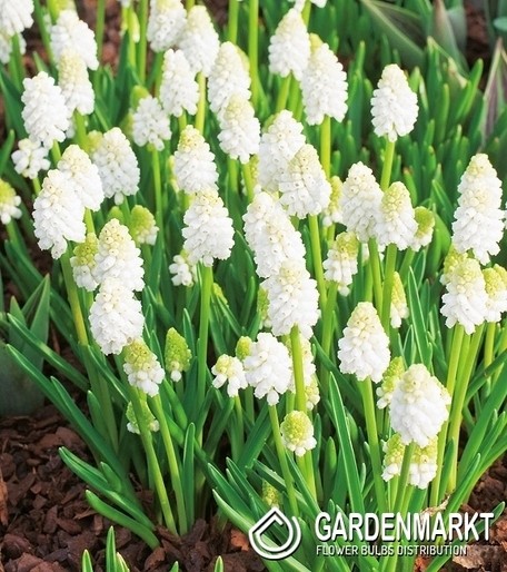 Traubenhyazinthe Muscari White Magic 10 St.