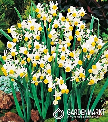 Narcissi Botanische Canaliculatus 5 St.