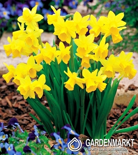 Narcissi Botanische Tete a Tete 5 St.