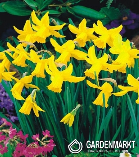 Narcissi Botanische February Gold 5 St.