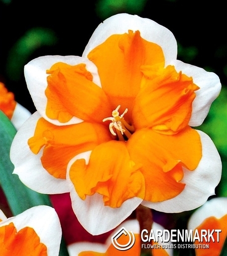 Narzisse Splantkronen Orangery 5 St.