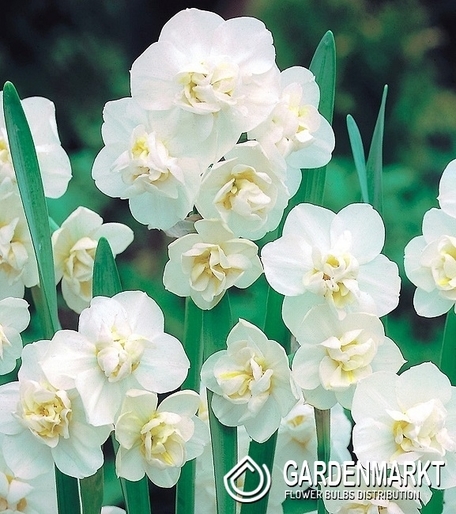 Narzisse Duftend Cheerfulness 5 St.