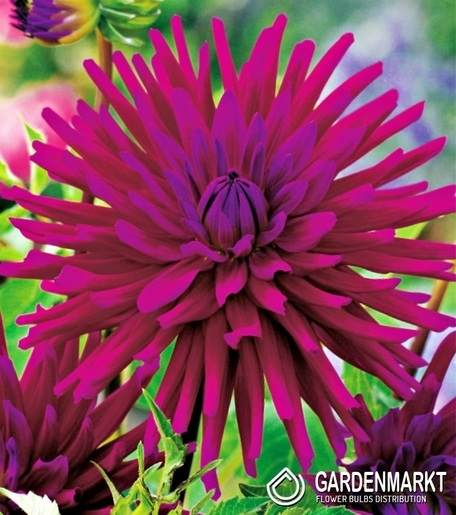 Dahlie Purple Gem 1 St.