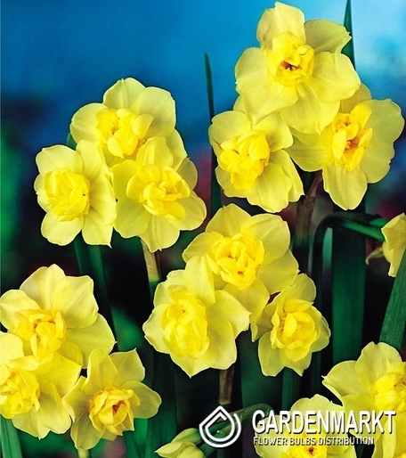 Narzisse Mehrblütige Yellow Cheerfulness 5 St.