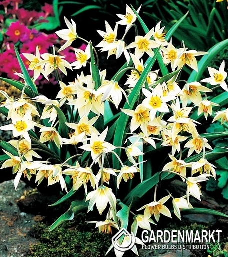 Tulpe Botanische Turkestanica 5 St.