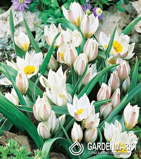 Tulpe Botanische Polychroma 5 St.