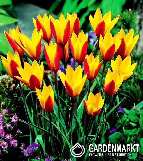 Tulpe Botanische Cynthia 5 St.