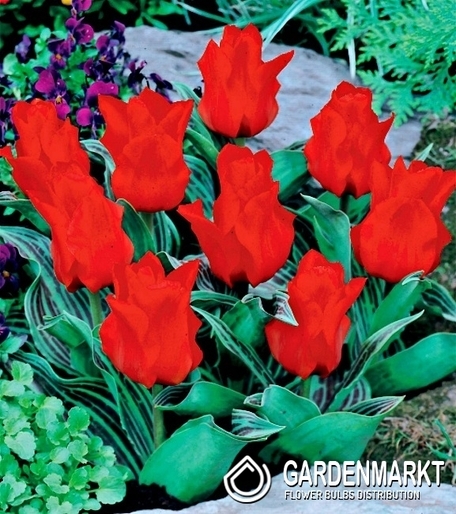 Tulpe Klein Red Riding Hood 5 St.