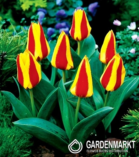 Tulpe Klein First Love 5 St.