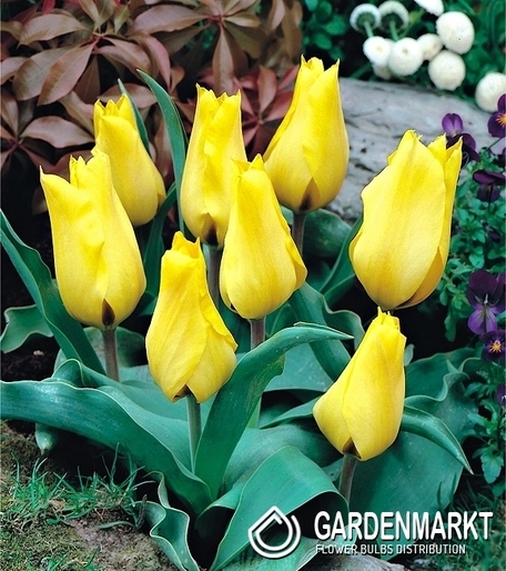 Tulpe Klein Gold West 5 St.