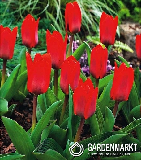 Tulpe Klein Schowinner 5 St.